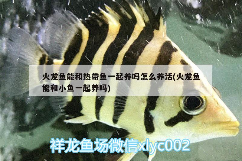 火龍魚能和熱帶魚一起養(yǎng)嗎怎么養(yǎng)活(火龍魚能和小魚一起養(yǎng)嗎)