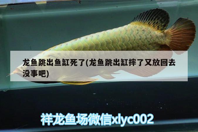 龍魚跳出魚缸死了(龍魚跳出缸摔了又放回去沒事吧) 非洲象鼻魚