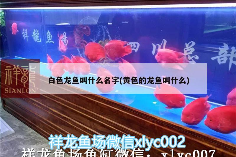 白色龍魚叫什么名字(黃色的龍魚叫什么) 泰龐海鰱魚