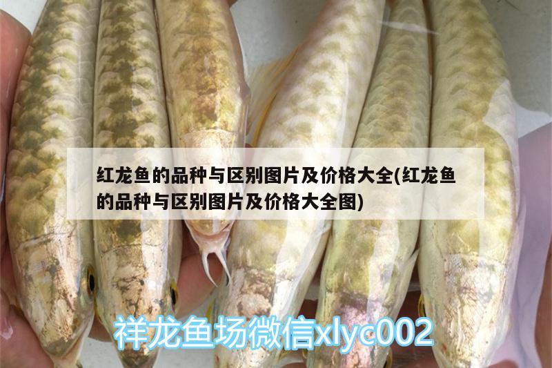 品質(zhì)怎么樣3000直嗎23左右過背了吧 金老虎魚