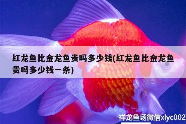 紅龍魚比金龍魚貴嗎多少錢(紅龍魚比金龍魚貴嗎多少錢一條) 祥龍藍珀金龍魚