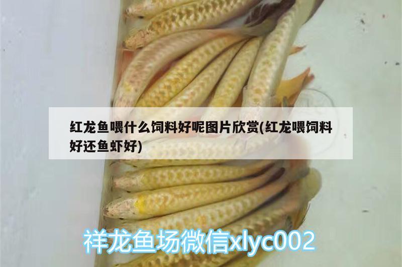 紅龍魚喂什么飼料好呢圖片欣賞(紅龍喂飼料好還魚蝦好) 觀賞魚市場(chǎng)（混養(yǎng)魚）