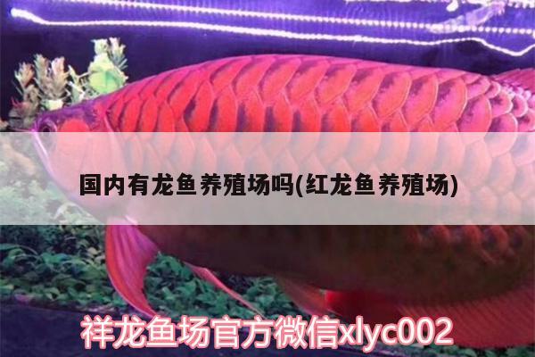 國內(nèi)有龍魚養(yǎng)殖場嗎(紅龍魚養(yǎng)殖場) 星點(diǎn)金龍魚