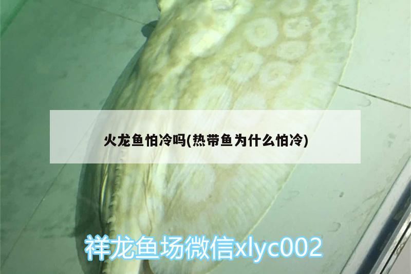 紅龍魚(yú)好看還是金龍魚(yú)好看，金龍魚(yú)和紅龍魚(yú)的區(qū)別,怎么區(qū)分啊 狗仔（招財(cái)貓)魚(yú)苗 第3張