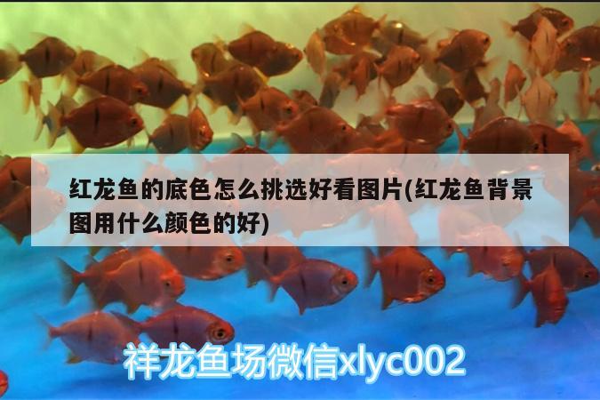 紅龍魚(yú)的底色怎么挑選好看圖片(紅龍魚(yú)背景圖用什么顏色的好)