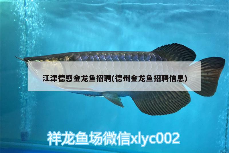 江津德感金龍魚招聘(德州金龍魚招聘信息)