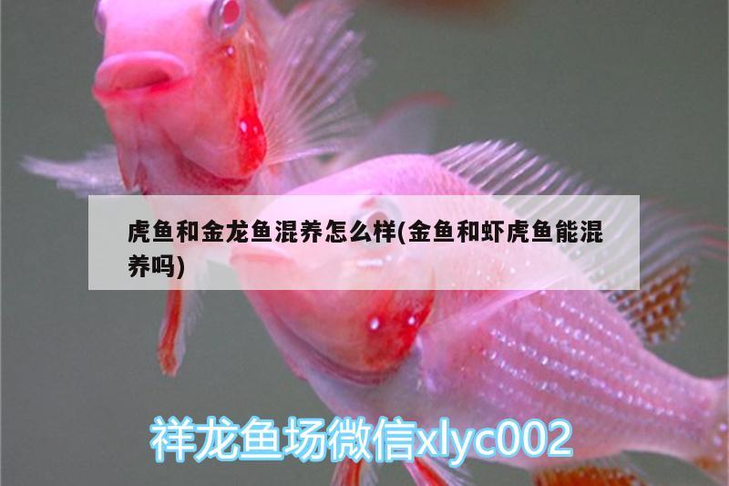 虎魚和金龍魚混養(yǎng)怎么樣(金魚和蝦虎魚能混養(yǎng)嗎)