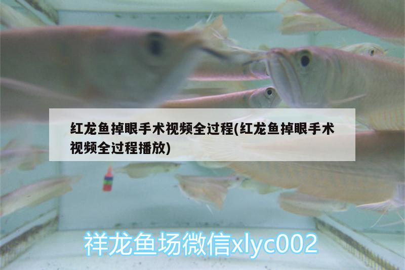 紅龍魚掉眼手術(shù)視頻全過程(紅龍魚掉眼手術(shù)視頻全過程播放)