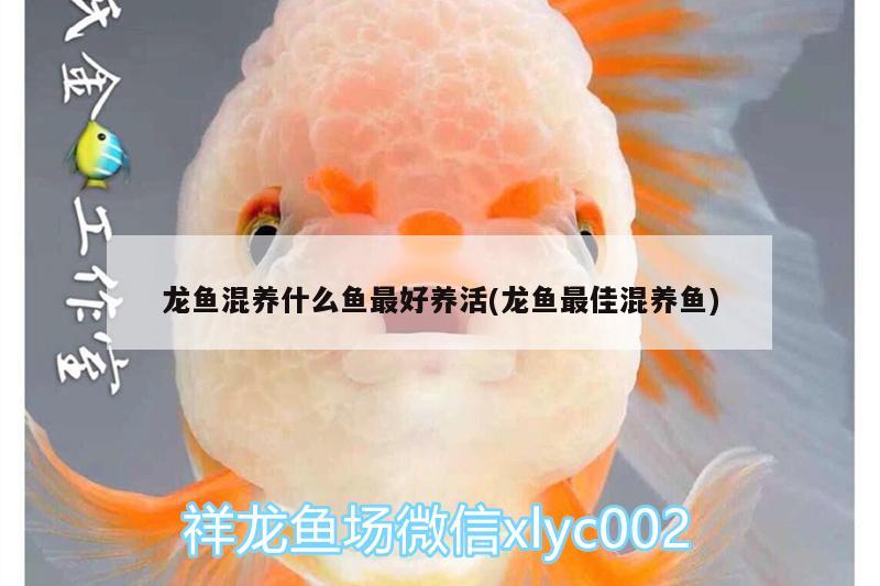 龍魚混養(yǎng)什么魚最好養(yǎng)活(龍魚最佳混養(yǎng)魚) 福魟魟魚