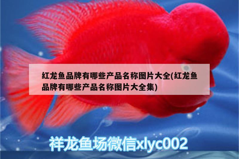 濟南維修魚缸電話附近的電話號碼是多少  野彩魚 第2張