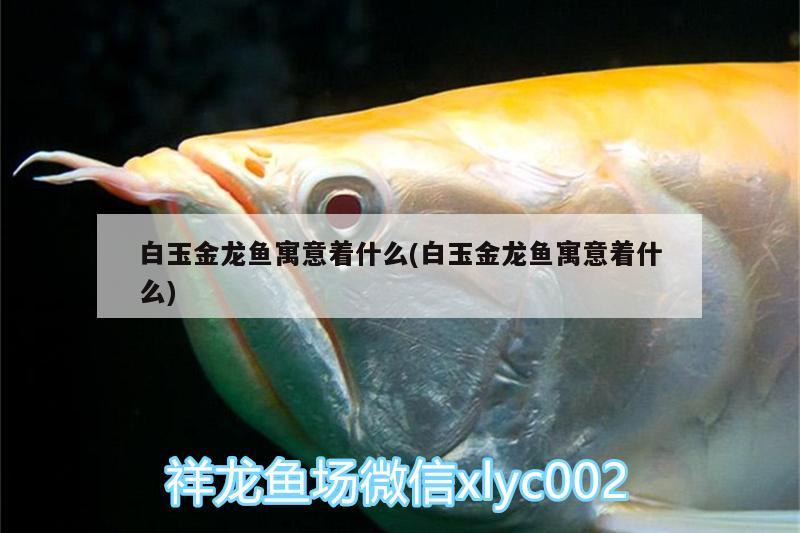 白玉金龍魚寓意著什么(白玉金龍魚寓意著什么)