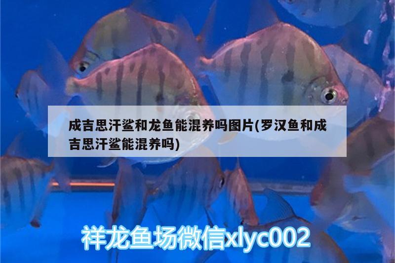 成吉思汗鯊和龍魚能混養(yǎng)嗎圖片(羅漢魚和成吉思汗鯊能混養(yǎng)嗎) 成吉思汗鯊（球鯊）魚