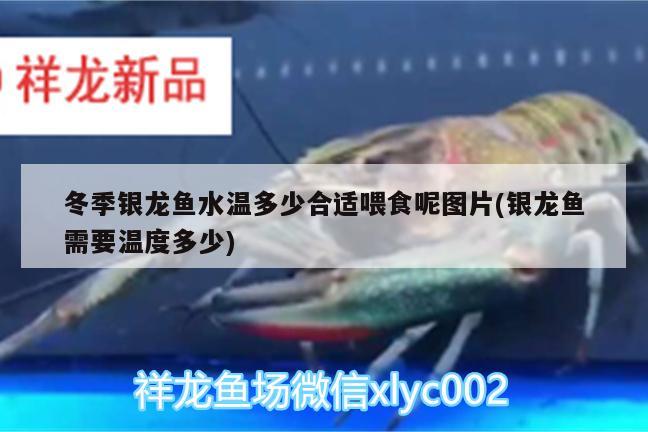 冬季銀龍魚水溫多少合適喂食呢圖片(銀龍魚需要溫度多少) 銀龍魚