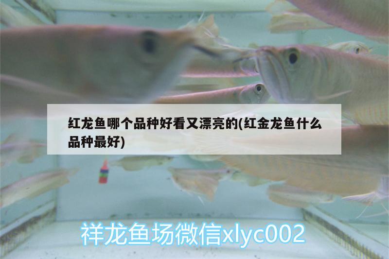 帝王三間魚能長多大啊，三間魚怎么養(yǎng)發(fā)色快