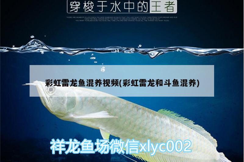 彩虹雷龍魚混養(yǎng)視頻(彩虹雷龍和斗魚混養(yǎng)) 虎斑恐龍魚