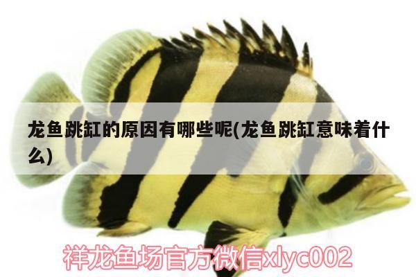 龍魚跳缸的原因有哪些呢(龍魚跳缸意味著什么)