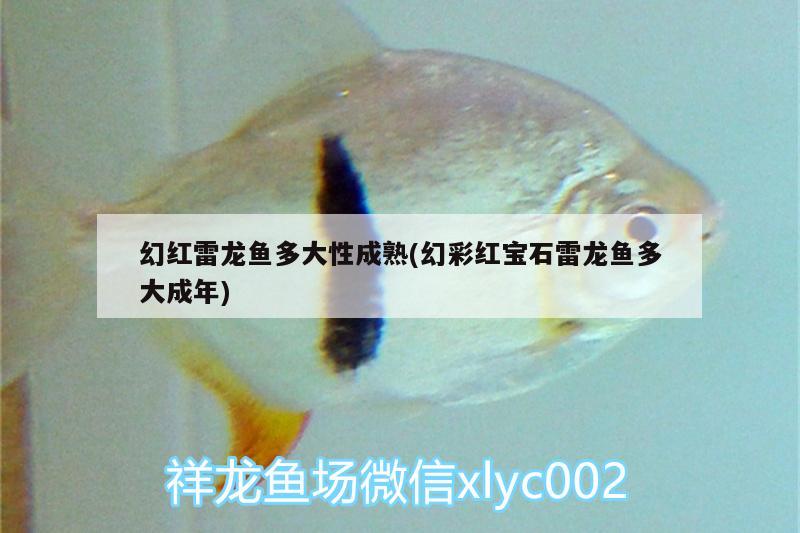 幻紅雷龍魚多大性成熟(幻彩紅寶石雷龍魚多大成年)