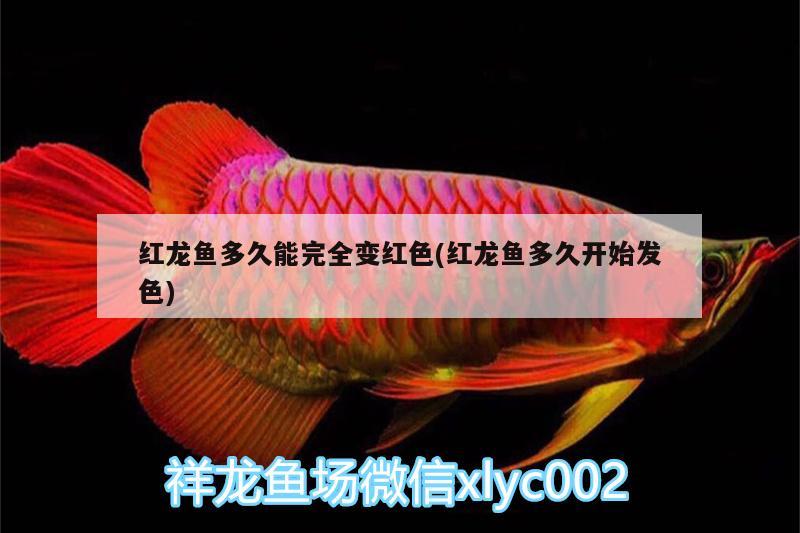 紅龍魚多久能完全變紅色(紅龍魚多久開始發(fā)色)