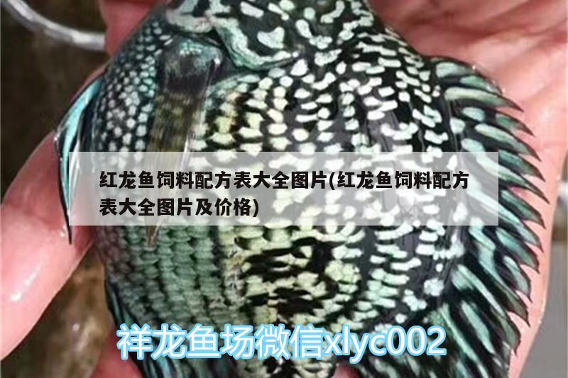 紅龍魚飼料配方表大全圖片(紅龍魚飼料配方表大全圖片及價(jià)格) 印尼虎苗