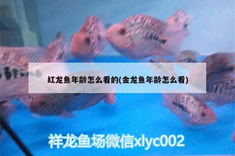 紅龍魚年齡怎么看的(金龍魚年齡怎么看) 其他益生菌