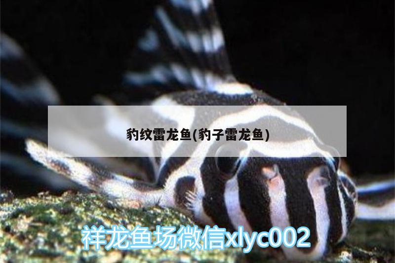 豹紋雷龍魚(yú)(豹子雷龍魚(yú))