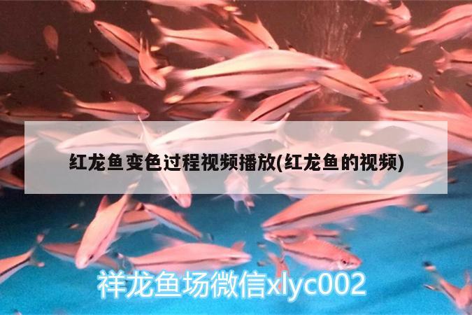 帝王三間魚能長多大啊，三間魚怎么養(yǎng)發(fā)色快