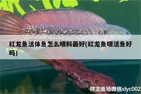 龍魚能跟蝴蝶鯉魚混養(yǎng)么嗎：龍魚和蝴蝶鯉混養(yǎng)