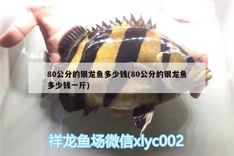 陶瓷擺件放魚缸有影響嗎（陶瓷放魚缸里） 薩伊藍魚