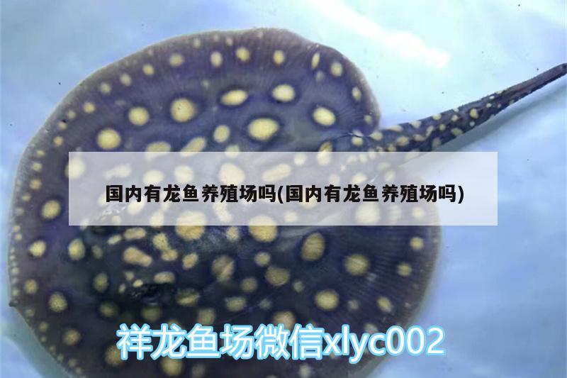 魚缸鋪什么底沙最好，三種底砂哪個好，關(guān)于魚缸白色沙子造景 祥龍龍魚魚糧 第2張