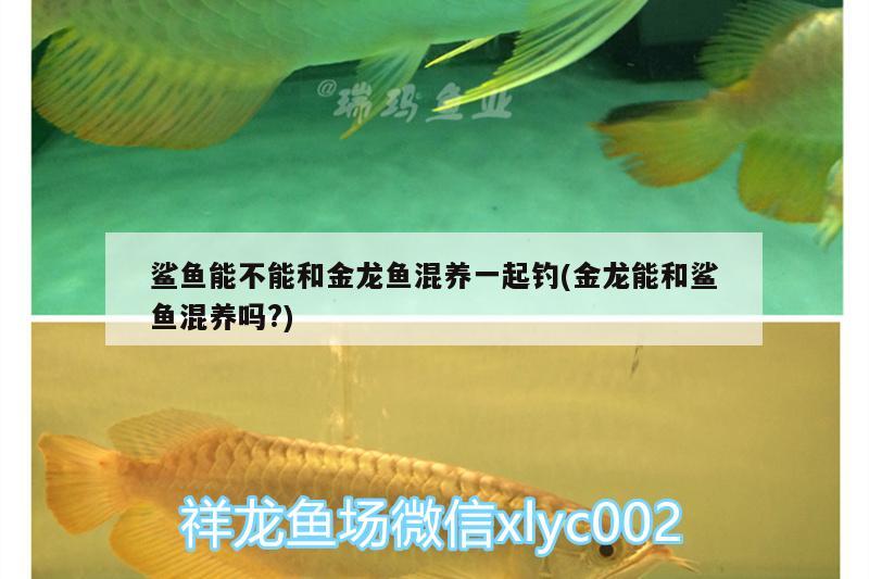 鯊魚(yú)能不能和金龍魚(yú)混養(yǎng)一起釣(金龍能和鯊魚(yú)混養(yǎng)嗎?)