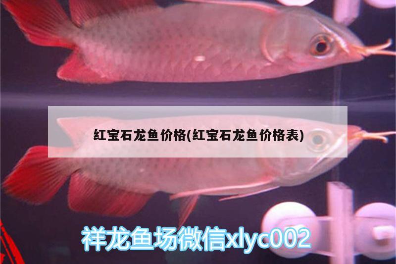 紅寶石龍魚價(jià)格(紅寶石龍魚價(jià)格表)