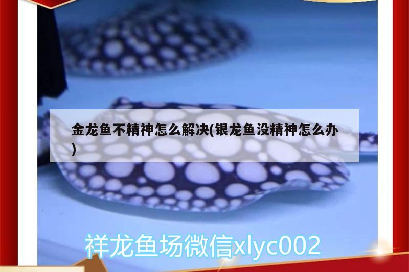 金龍魚不精神怎么解決(銀龍魚沒精神怎么辦)