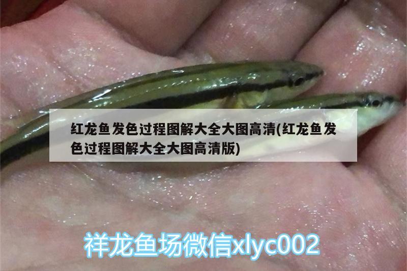 金龍魚金質(zhì)不重怎么辦：金龍魚怎么增加金質(zhì)感