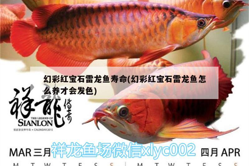 幻彩紅寶石雷龍魚(yú)壽命(幻彩紅寶石雷龍魚(yú)怎么養(yǎng)才會(huì)發(fā)色) 帝王血鉆魚(yú)