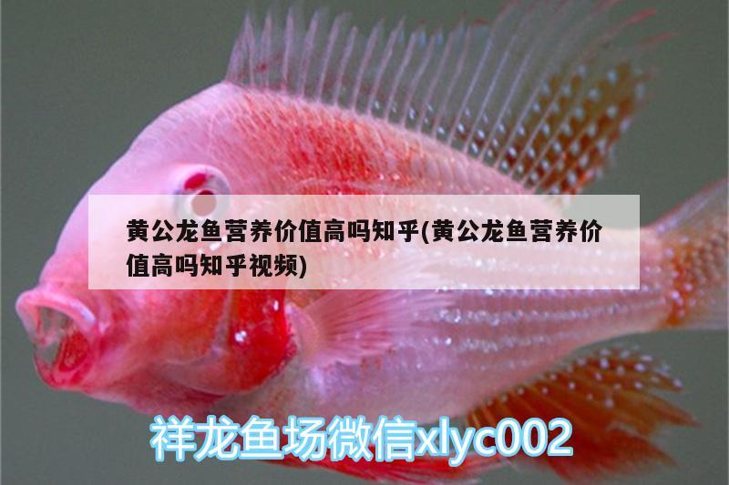 黃公龍魚(yú)營(yíng)養(yǎng)價(jià)值高嗎知乎(黃公龍魚(yú)營(yíng)養(yǎng)價(jià)值高嗎知乎視頻)