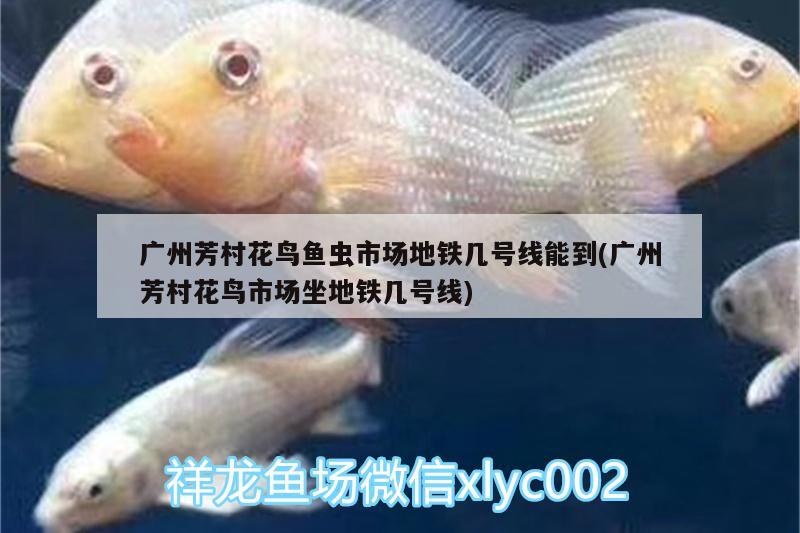 遵義觀賞魚(yú)市場(chǎng)新買回來(lái)的金魚(yú)