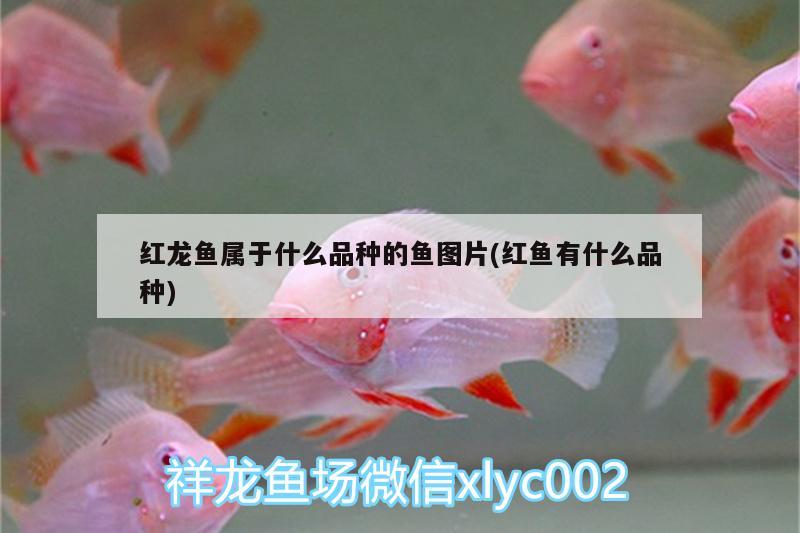 紅龍魚屬于什么品種的魚圖片(紅魚有什么品種) 泰國雪鯽魚