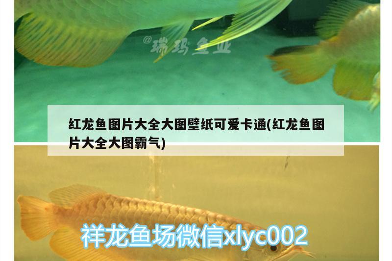 紅龍魚(yú)圖片大全大圖壁紙可愛(ài)卡通(紅龍魚(yú)圖片大全大圖霸氣) 喂食器