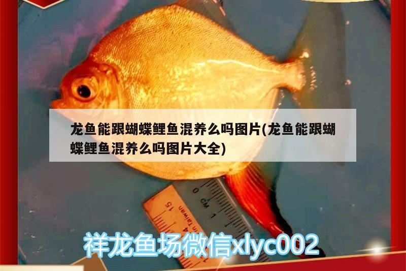 龍魚能跟蝴蝶鯉魚混養(yǎng)么嗎圖片(龍魚能跟蝴蝶鯉魚混養(yǎng)么嗎圖片大全)