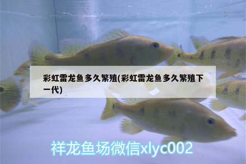 彩虹雷龍魚多久繁殖(彩虹雷龍魚多久繁殖下一代) 玫瑰銀版魚