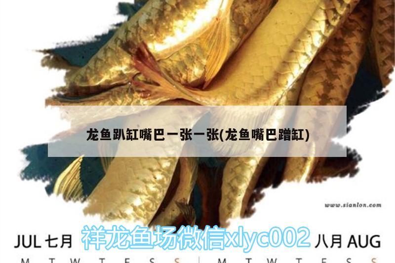 龍魚(yú)趴缸嘴巴一張一張(龍魚(yú)嘴巴蹭缸) 一眉道人魚(yú)苗