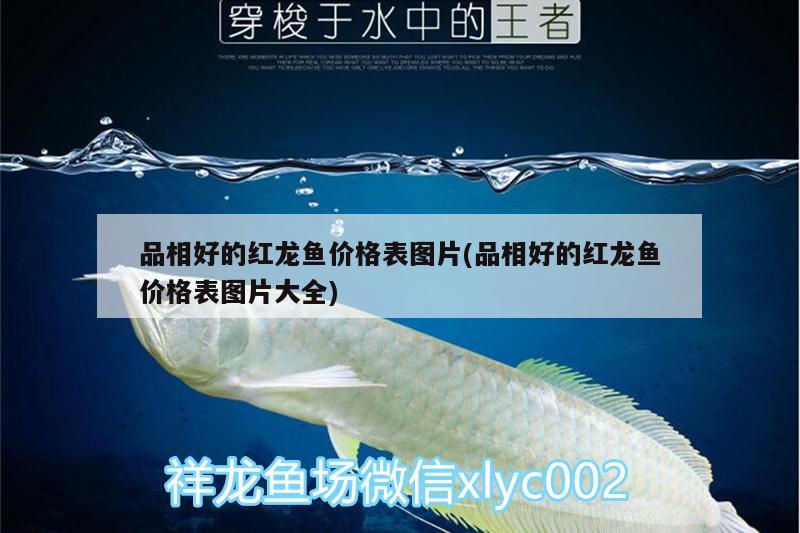 紅龍魚品牌等級劃分表圖片品價格大全，品紅龍魚品牌等級劃分表圖片及價格大全