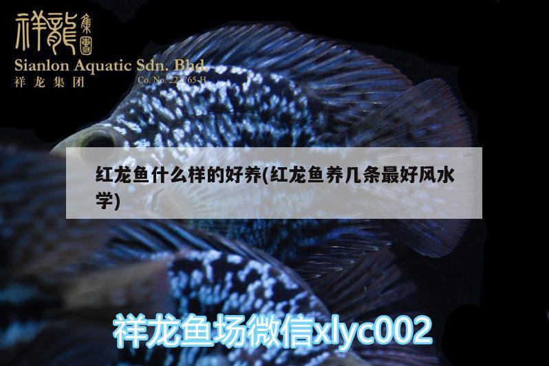 龍魚趴缸底是什么病因呢怎么治（龍魚趴魚缸底是什么原因） 溫控設(shè)備 第2張