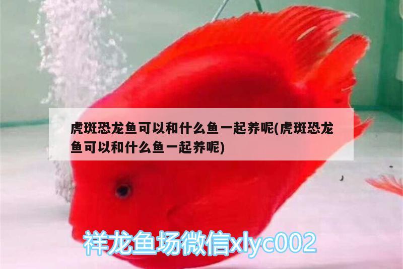 虎斑恐龍魚可以和什么魚一起養(yǎng)呢(虎斑恐龍魚可以和什么魚一起養(yǎng)呢)