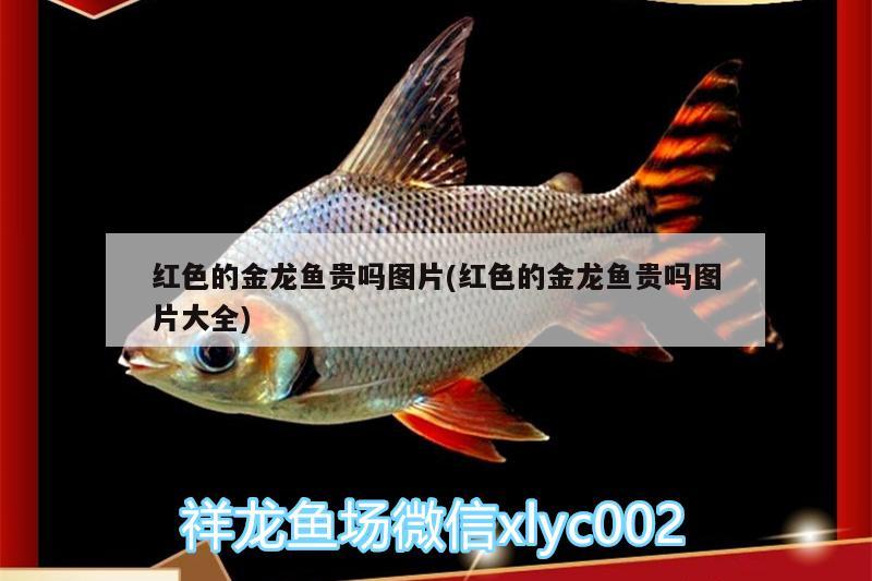 紅色的金龍魚貴嗎圖片(紅色的金龍魚貴嗎圖片大全) 慈雕魚 第2張