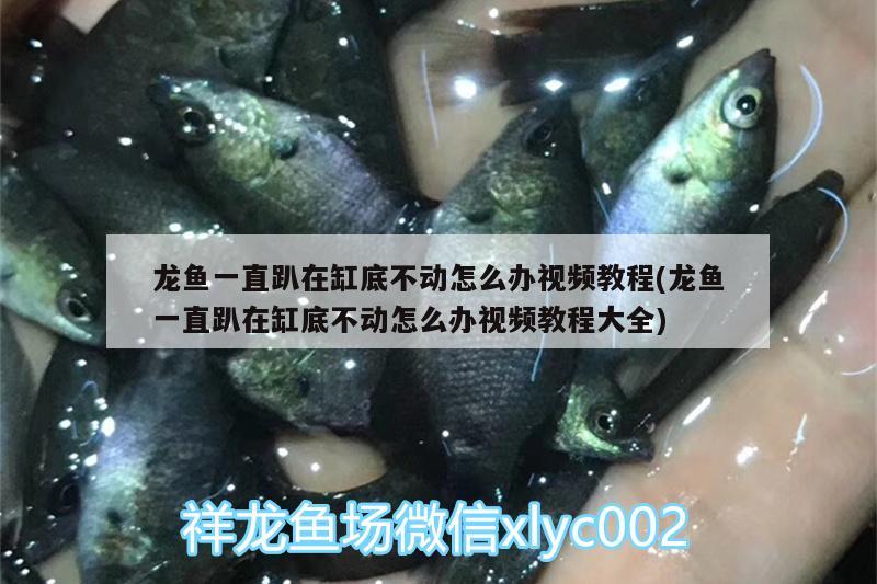 龍魚一直趴在缸底不動怎么辦視頻教程(龍魚一直趴在缸底不動怎么辦視頻教程大全) 祥龍進口元寶鳳凰魚