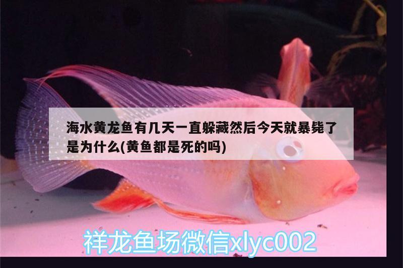 海水黃龍魚有幾天一直躲藏然后今天就暴斃了是為什么(黃魚都是死的嗎) 玫瑰銀版魚