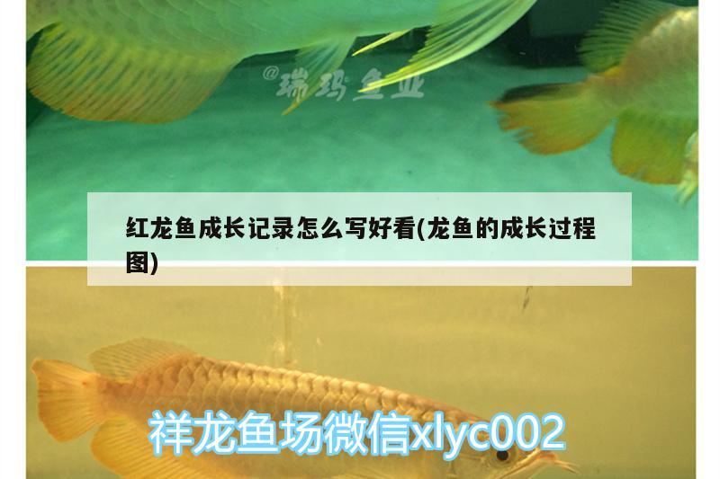 紅龍魚(yú)成長(zhǎng)記錄怎么寫(xiě)好看(龍魚(yú)的成長(zhǎng)過(guò)程圖) 巴西亞魚(yú)苗