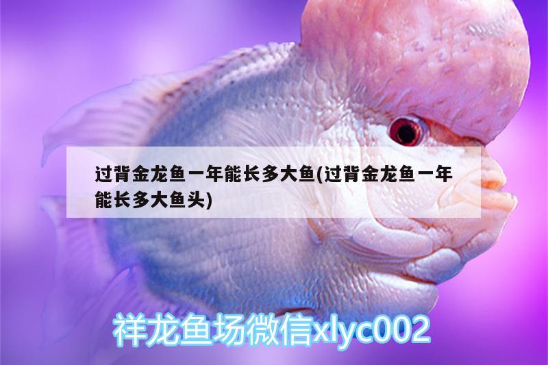 龍魚趴缸底是什么病因呢怎么治（龍魚趴魚缸底是什么原因） 溫控設(shè)備 第1張