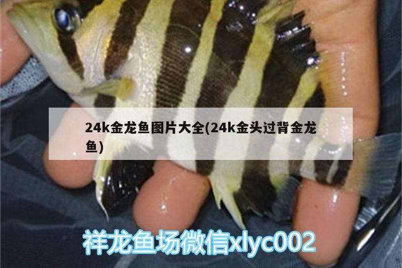 24k金龍魚圖片大全(24k金頭過背金龍魚)